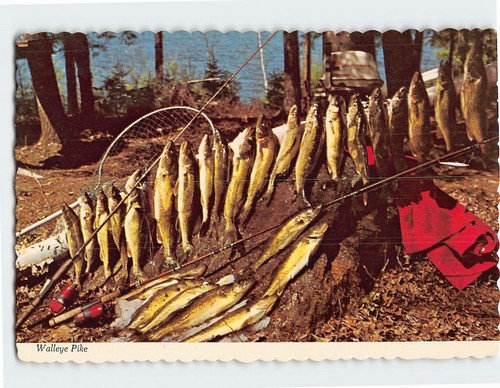 Postcard freshly caught - freshly,