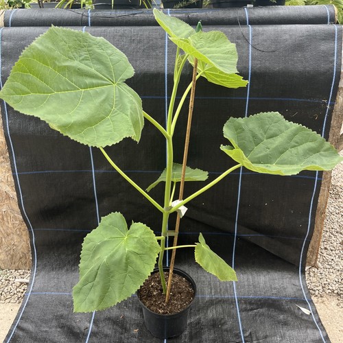 Paulownia tomentosa foxglove - paulownia,