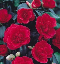 Camellia japonica Lady