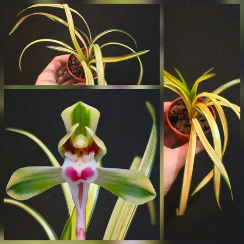 Mini cymbidium goeringii chun - cymbidium,