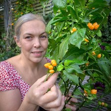 Pimento Caixo Chilli Plug –