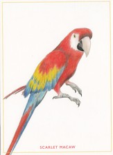 Birds Scarlet Macaw Postcard