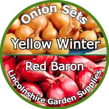 Autumn Planting Onion Sets YELLOW WINTER - RED BARON (Twin Variety Packs)