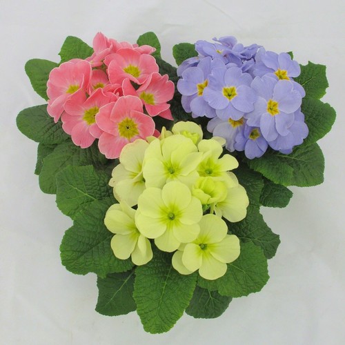 Primrose candy mixed - primrose, |