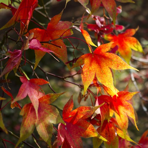 Acer palmatum osakazuki - acer,