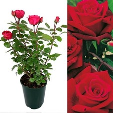 Rose Bush Deep Secret in 3L
