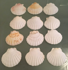 12 x 10CM Natural Scallop