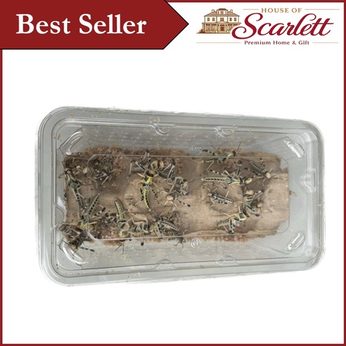 Medium live locusts - pack, of