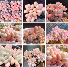 10x Pachyphytum Mix Seeds -