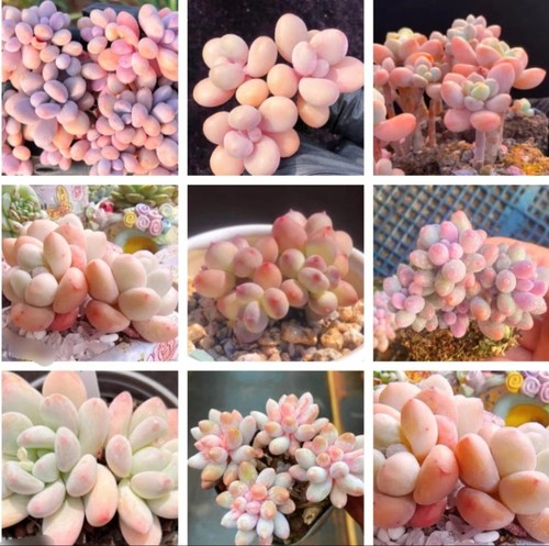 10x pachyphytum mix - pachyphytum,