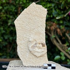 RARE Pteraptychus Aptychus