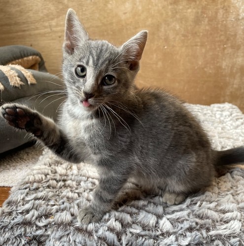 Donate dinner treats for - &,