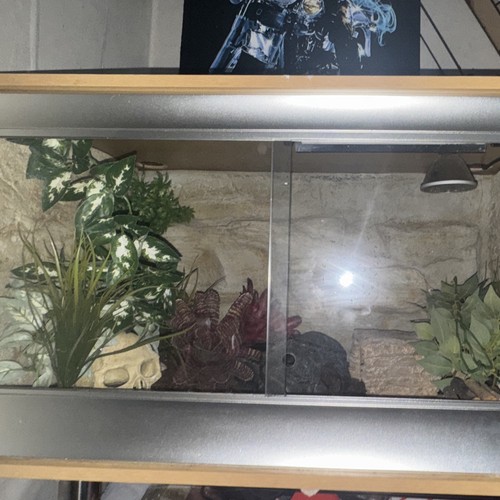 Glass reptile - glass,