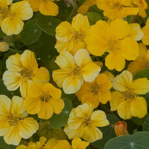Nasturtium banana cream - -,
