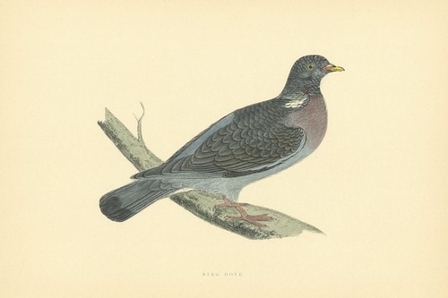 Ring dove morris british - dove., morris's
