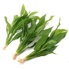 3 Echinodorus Amazonicus Large