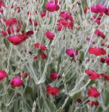 🌸 Lychnis Coronaria “