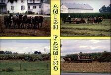 Pennsylvania Amish farming horse drawn equipment corn fields vintage postcard