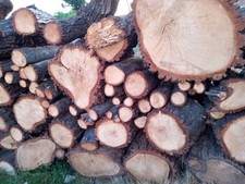 Cedar Wood That Is not