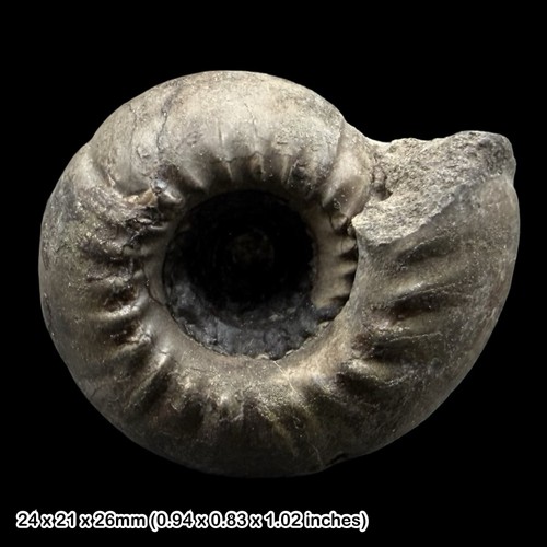Rare bravenoceras goniatite - rare,