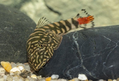 Hillstream red tail loaches - tail,