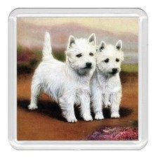 West Highland White Westie