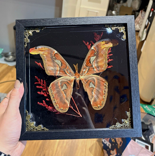 Atlas moth framed black - atlas,