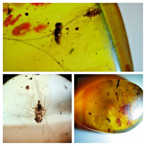 Burmese amber diptera fly - -,