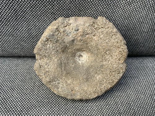 Fossil ichthyosaur vertebra - fossil,
