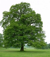 3 x English Oak Tree  30-40cm