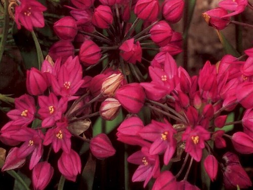 Bulbs allium ostrowskianum - allium,