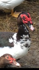 6 + Muscovy DUCK Hatching Eggs