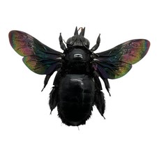 Giant Black Tropical Carpenter
