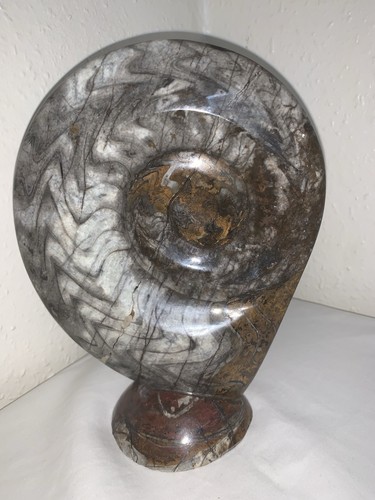 Moroccan goniatite ammonite - moroccan,