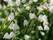Leucojum Aestivum Summer