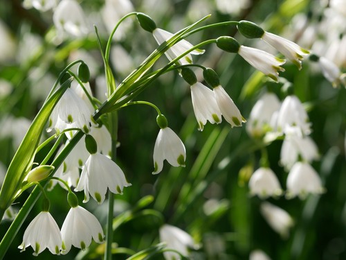 Leucojum aestivum summer - leucojum,
