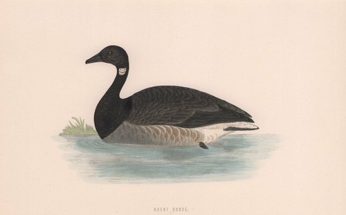 Brent goose morris - brent, goose.