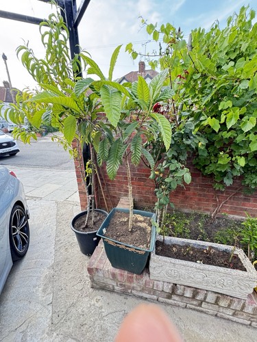 Eriobotrya japonica loquat - japonica, (loquat