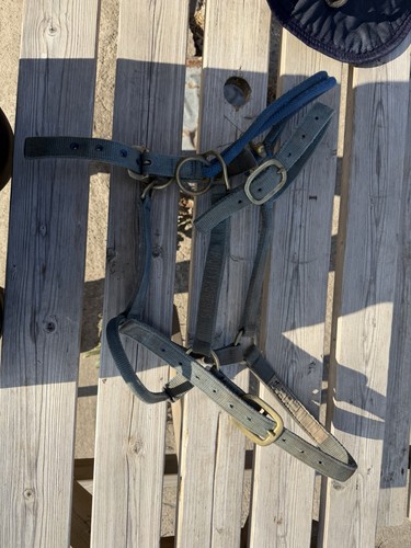 Monty roberts dually - monty,