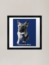 Cute Norwegian Elkhound Puppy