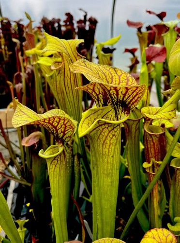 Sarracenia axfs - sarracenia, 01