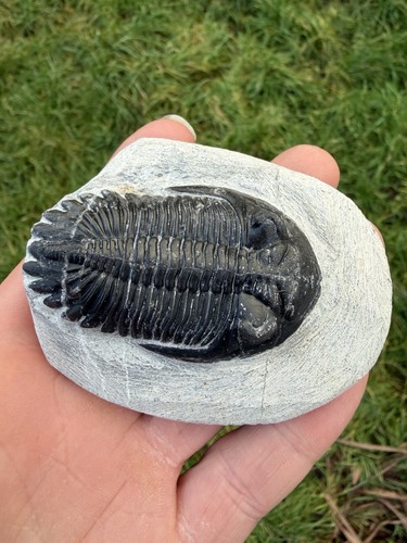 Hollardops trilobite fossil - hollardops,