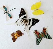 Butterfly & Damselfly & Moth Collection Set x5 A2) Ideal For Or Photography 