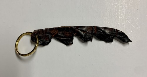 Genuine real crocodile tail - real,