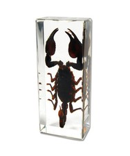BLACK SCORPION Genuine INSECT