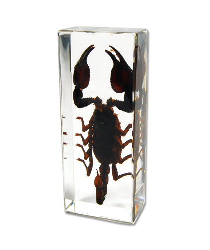 Black scorpion genuine insect - black,