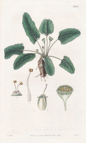 Dorstenia tubicina peru botany - peru,