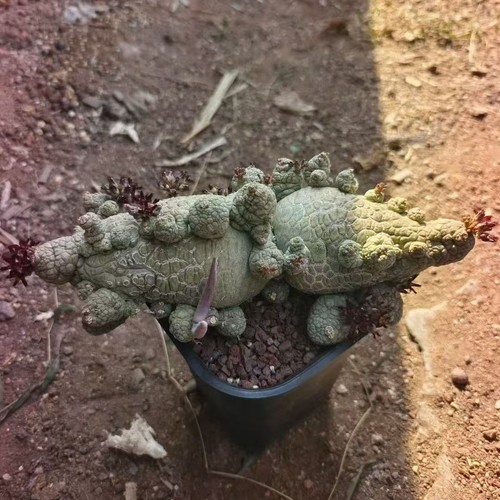 Rare cacti pseudolithos - rare,