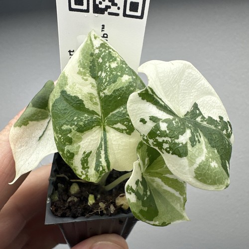 Alocasia melo albo variegata - alocasia,