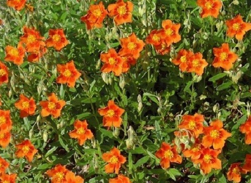 Helianthemum bronze carpet - 'bronze, carpet'